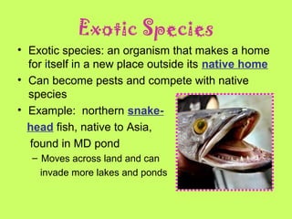 Exotic Species
• Exotic species: an organism that makes a home
for itself in a new place outside its native home
• Can become pests and compete with native
species
• Example: northern snake-
head fish, native to Asia,
found in MD pond
– Moves across land and can
invade more lakes and ponds
 
