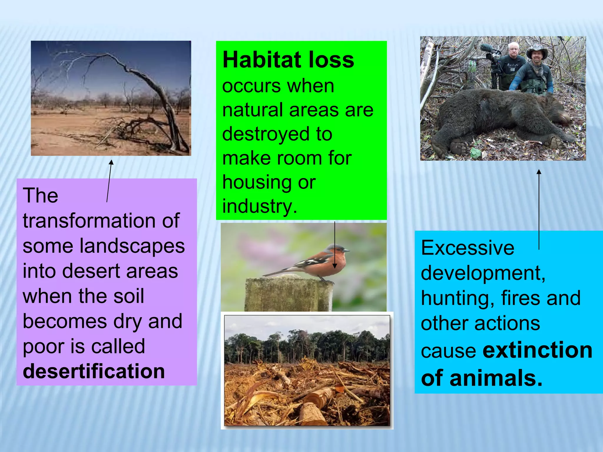 The transformation of some landscapes into desert areas when the soil becomes dry and poor is called  desertification Habitat loss   occurs when natural areas are destroyed to make room for housing or industry. Excessive development, hunting, fires and other actions cause  extinction of animals. 