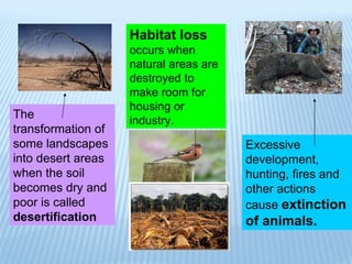 The transformation of some landscapes into desert areas when the soil becomes dry and poor is called  desertification Habitat loss   occurs when natural areas are destroyed to make room for housing or industry. Excessive development, hunting, fires and other actions cause  extinction of animals. 