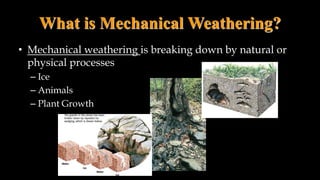 What is Mechanical Weathering?
• Mechanical weathering is breaking down by natural or
physical processes
– Ice
– Animals
– Plant Growth
 