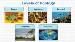 Levels of Ecology
Species Population Community
Ecosystem Biosphere
 