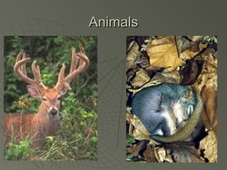 Animals

 