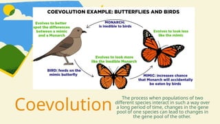 Coevolution
The process when populations of two
different species interact in such a way over
a long period of time, changes in the gene
pool of one species can lead to changes in
the gene pool of the other.
 