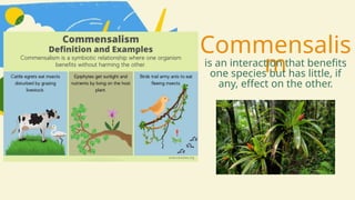 Commensalis
m
is an interaction that benefits
one species but has little, if
any, effect on the other.
 