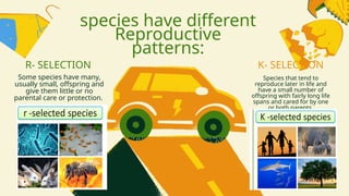 species have different
Reproductive
patterns:
Some species have many,
usually small, offspring and
give them little or no
parental care or protection.
Species that tend to
reproduce later in life and
have a small number of
offspring with fairly long life
spans and cared for by one
or both parents.
R- SELECTION K- SELECTION
 