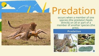 Predation
occurs when a member of one
species (the predator) feeds
directly on all or part of a
member of another species (the
prey).
 