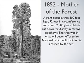 1852 - Mother
of the Forest
A giant sequoia tree 300 feet
high, 92 feet in circumference
and about 2,500 years old - is
cut down for display in carnival
sideshows.The tree was in
what will becomeYosemite
National Park. Public opinion is
aroused by the act.
 