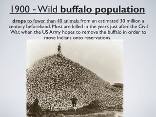 1900 - Wild buffalo population
drops to fewer than 40 animals from an estimated 30 million a
century beforehand. Most are killed in the years just after the Civil
War, when the US Army hopes to remove the buffalo in order to
move Indians onto reservations.
 