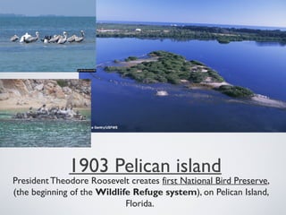 1903 Pelican island
President Theodore Roosevelt creates first National Bird Preserve,
(the beginning of the Wildlife Refuge system), on Pelican Island,
Florida.
 