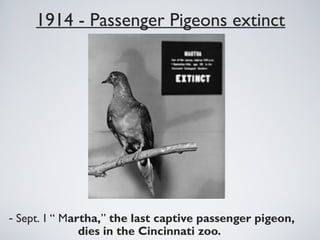 1914 - Passenger Pigeons extinct
- Sept. 1 “ Martha,” the last captive passenger pigeon,
dies in the Cincinnati zoo. 
 