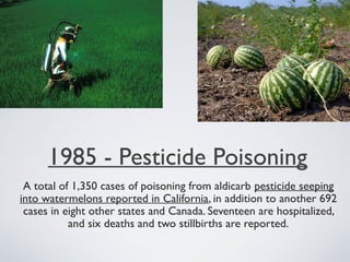 1985 - Pesticide Poisoning
A total of 1,350 cases of poisoning from aldicarb pesticide seeping
into watermelons reported in California, in addition to another 692
cases in eight other states and Canada. Seventeen are hospitalized,
and six deaths and two stillbirths are reported.
 