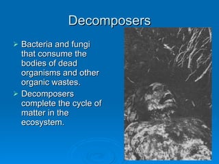 Decomposers Bacteria and fungi that consume the bodies of dead organisms and other organic wastes. Decomposers complete the cycle of matter in the ecosystem. 