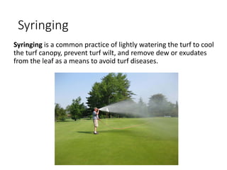 Syringing Turf Environmental Stress on Turfgrass | PDF