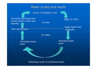 Water quality and health
Water quality and health
worm in bladder wall
worm in bladder wall
Eggs in urine
Eggs hatch into
miracidia
Miracidia enter
snail
Cercariae leave
snail
Skin penetration
Cercariae develops and
moves within veins and
arteries
In man
In water
Infectious cycle of schistosomiasis
 