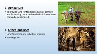 Environmental studies (deforestation) | PPTX