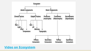 Environmental Studies - 4 (Introduction to Ecosystem) | PPTX