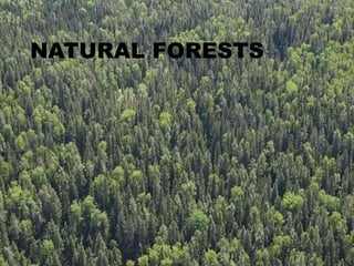 NATURAL FORESTS 