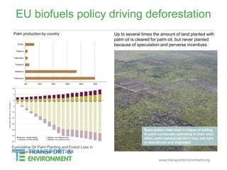 www.transportenvironment.org
EU biofuels policy driving deforestation
Speculators clear land in hopes of selling
to palm companies operating in their area;
often, palm companies don’t buy and land
is abandoned and degraded
Source: UCS 2011, Elson 2011
Palm production by country
 