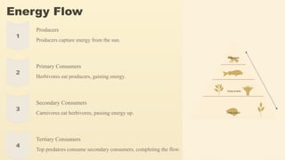 Energy Flow
Producers
Producers capture energy from the sun.
Primary Consumers
Herbivores eat producers, gaining energy.
Secondary Consumers
Carnivores eat herbivores, passing energy up.
Tertiary Consumers
Top predators consume secondary consumers, completing the flow.
 