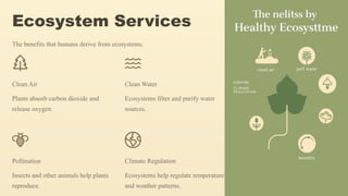 Ecosystem Services
The benefits that humans derive from ecosystems.
Clean Air
Plants absorb carbon dioxide and
release oxygen.
Clean Water
Ecosystems filter and purify water
sources.
Pollination
Insects and other animals help plants
reproduce.
Climate Regulation
Ecosystems help regulate temperature
and weather patterns.
 