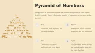 Pyramid of Numbers
The pyramid of numbers represents the number of organisms at each trophic
level. It typically shows a decreasing number of organisms as you move up the
pyramid.
1 Base
Producers, such as plants, are
the most abundant.
2 Middle
Herbivores, which consume
producers, are less numerous.
3 Top
Carnivores, which eat
herbivores, are even fewer.
4 Apex
Top predators, which occupy
the highest trophic level, are
the least abundant.
 