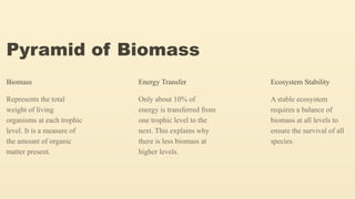 Pyramid of Biomass
Biomass
Represents the total
weight of living
organisms at each trophic
level. It is a measure of
the amount of organic
matter present.
Energy Transfer
Only about 10% of
energy is transferred from
one trophic level to the
next. This explains why
there is less biomass at
higher levels.
Ecosystem Stability
A stable ecosystem
requires a balance of
biomass at all levels to
ensure the survival of all
species.
 