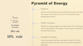 Pyramid of Energy
1 Producers
The base of the pyramid represents producers like plants and algae.
They capture solar energy and convert it into chemical energy
through photosynthesis.
2 Primary Consumers
Herbivores consume producers and obtain about 10% of the energy
stored in the producers. This energy is used for growth, respiration,
and other life processes.
3 Secondary Consumers
Carnivores consume herbivores and obtain a further 10% of the
energy from the previous level. This cycle continues through the
food chain.
 