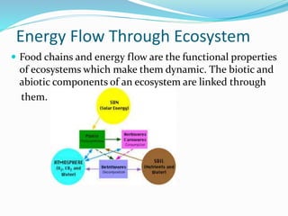 Energy Flow Through Ecosystem
 Food chains and energy flow are the functional properties
of ecosystems which make them dynamic. The biotic and
abiotic components of an ecosystem are linked through
them.
 