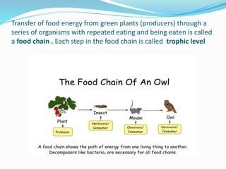Transfer of food energy from green plants (producers) through a
series of organisms with repeated eating and being eaten is called
a food chain . Each step in the food chain is called trophic level
 