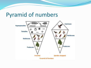 Pyramid of numbers
 