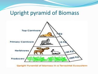 Upright pyramid of Biomass
 