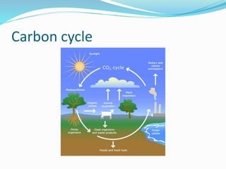 Carbon cycle
 