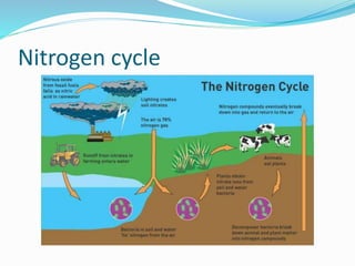 Nitrogen cycle
 