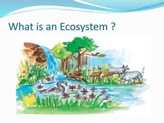 What is an Ecosystem ?
 