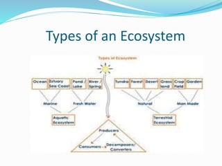 Types of an Ecosystem
 