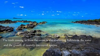 The trash coming in from the ocean is also a affecting habitats in the water
and the growth of recently discovered species.
 