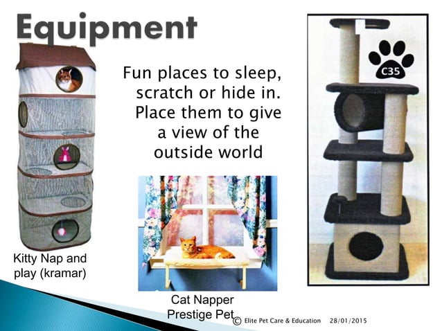 Picture of Environment enrichment for indoor cats | PPT