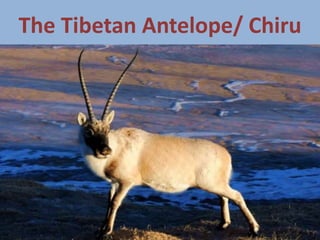 The Tibetan Antelope/ Chiru
 