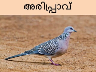 അരിപ്പ്രാവ്
 