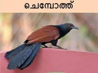 ചെമ്പാത്ത്
 