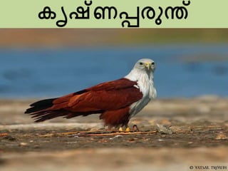 കൃഷ്ണരരുന്ത്
 