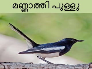 മണ്ണാത്തി പുള്ളു
 