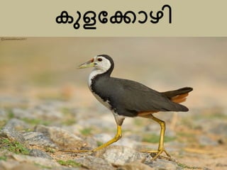 കുളമ്കാഴി
 