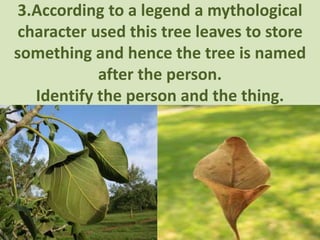 3.According to a legend a mythological
character used this tree leaves to store
something and hence the tree is named
after the person.
Identify the person and the thing.
 