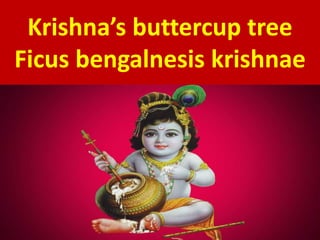 Krishna’s buttercup tree
Ficus bengalnesis krishnae
 