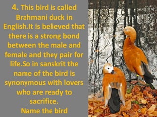 4. This bird is called
Brahmani duck in
English.It is believed that
there is a strong bond
between the male and
female and they pair for
life.So in sanskrit the
name of the bird is
synonymous with lovers
who are ready to
sacrifice.
Name the bird
 