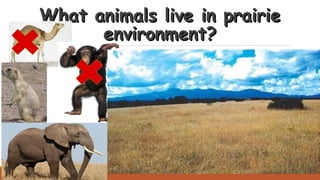 What animals live in prairieWhat animals live in prairie
environment?environment?
 