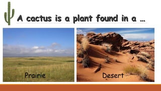 A cactus is a plant found in a …A cactus is a plant found in a …
Prairie Desert
 