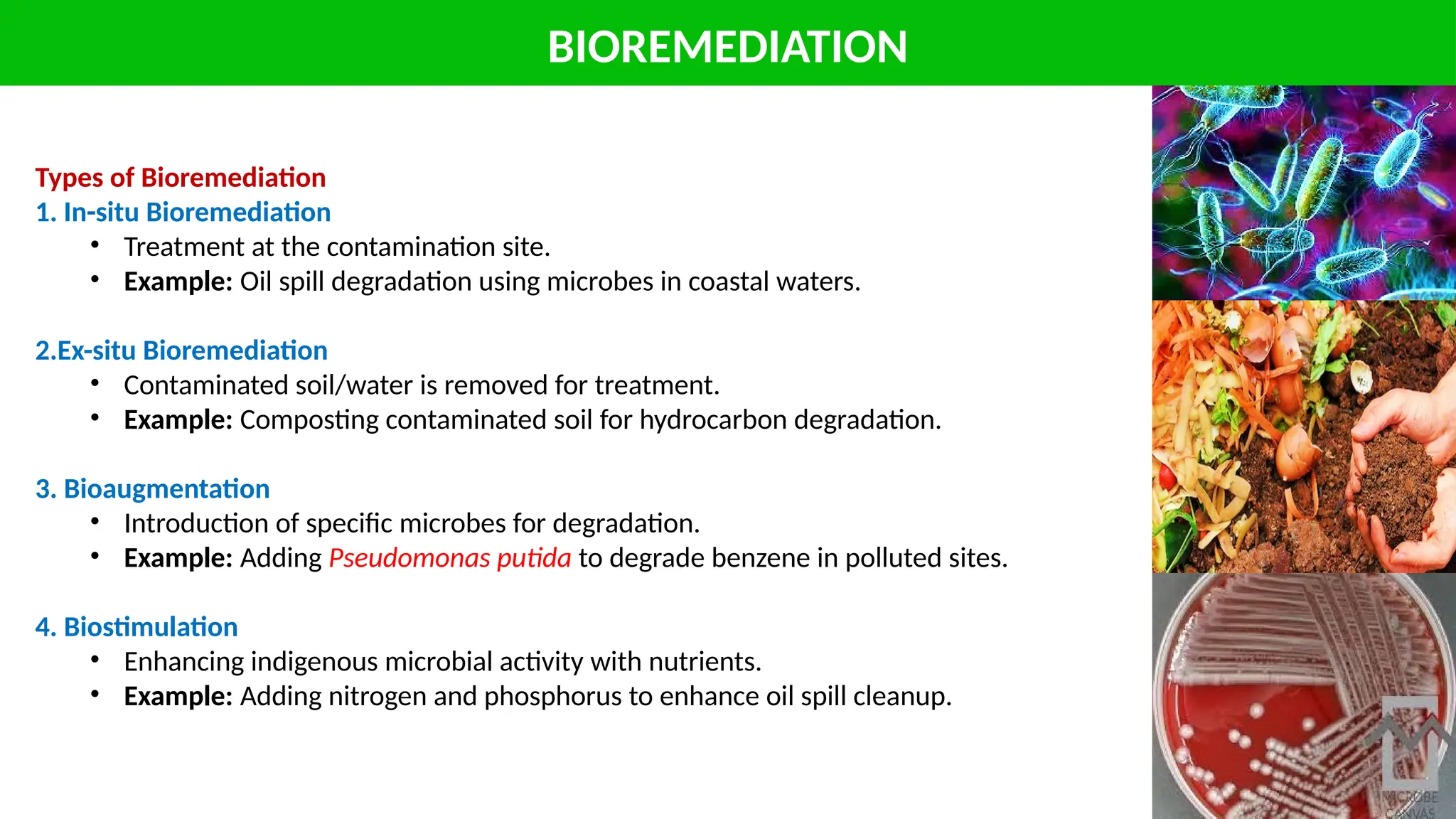 BIOREMEDIATION
Types of Bioremediation
1. In-situ Bioremediation
• Treatment at the contamination site.
• Example: Oil spill degradation using microbes in coastal waters.
2.Ex-situ Bioremediation
• Contaminated soil/water is removed for treatment.
• Example: Composting contaminated soil for hydrocarbon degradation.
3. Bioaugmentation
• Introduction of specific microbes for degradation.
• Example: Adding Pseudomonas putida to degrade benzene in polluted sites.
4. Biostimulation
• Enhancing indigenous microbial activity with nutrients.
• Example: Adding nitrogen and phosphorus to enhance oil spill cleanup.
 