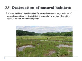 28. Destruction of natural habitats
The area has been heavily settled for several centuries, large swathes of
natural vegetation, particularly in the lowlands, have been cleared for
agriculture and urban development.
 